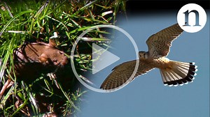 Fight, flight or freeze: Inside the brain of a scared mouse