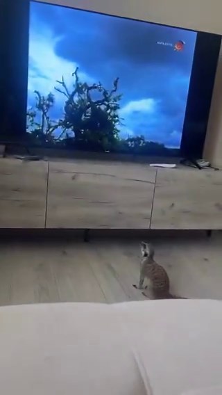 The primal instinct of a pet meerkat reacting to a predator on screen📹surka_leon