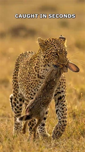 Leopard Hunt in Seconds | No Escape in the Wild #Leopard #Wildlife #Nature