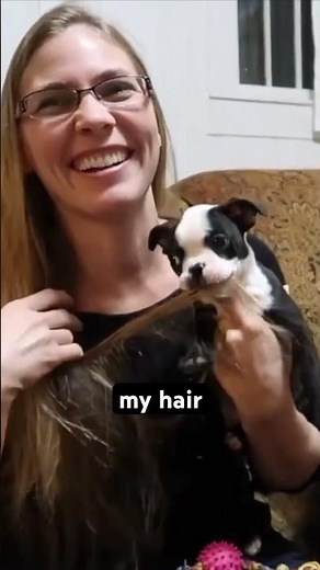 Tux Our Boston Terrier as a Puppy