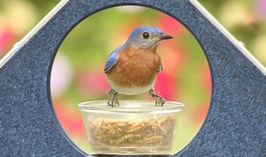 Top 14 Best Bluebird Feeders Reviewed and Rated in 2025