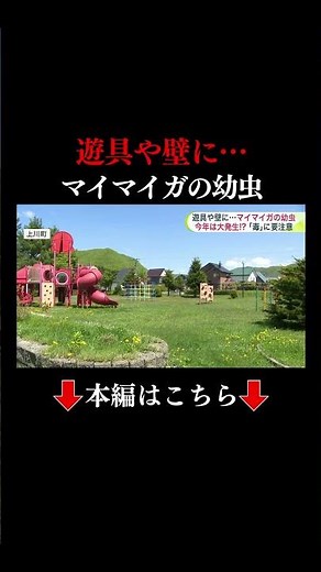 👆本編はこちら👆【大発生の兆候か】“マイマイガの幼虫”うようよ…公園の遊具や樹木で目撃＿「毒」によるかぶれに注意『ガ』になる前の7月上旬までに駆除を！「殺虫剤噴霧器」を無料貸し出す自治体も〈北海道〉