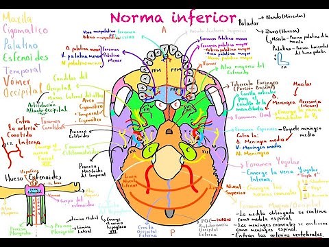 CRÁNEO: NORMA LATERAL E INFERIOR