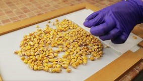 Specialist Examining Corn Grain and Cutting in with Knife Stock Video - Video of seed, genetic: 316009045