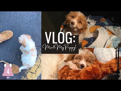 VLOGMAS DAY 4: VLOG: ROADTRIP TO PICK UP MY NEW CAVAPOO PUPPY! | Liallure