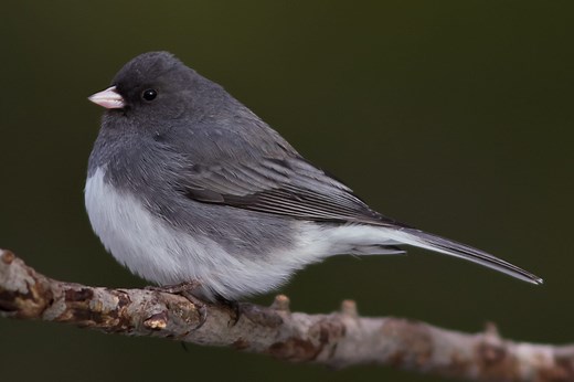 10 FUN & INTERESTING Facts About Juncos! (2026)