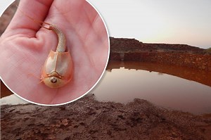 Hundreds of three-eyed ‘dinosaur shrimp’ surface in Arizona