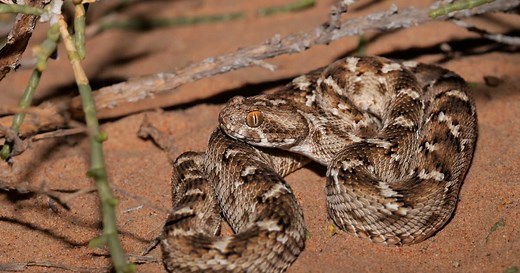Qui est la vipère des pyramides, le serpent le plus mortel du monde ?
