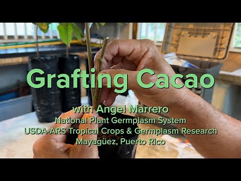 Grafting Cacao