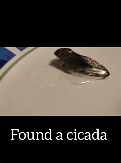 Cicadas, for many people, represent personal change, renewal, rebirth, and transformation. Unlike a butterfly, moth, or other insects that undergo complete metamorphosis, cicadas have no pupal state. They transform from one fully-functioning state (instar) to another — one viable form, in a small amount of time, changing to another. The cicada’s transformation is like that of human beings. If a person wants or needs to make a change in their life, they do not enclose themselves in a pod and emer