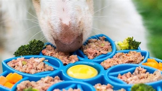 8 Dangerous Pet Food Trends Vets Are Urging Owners to Avoid