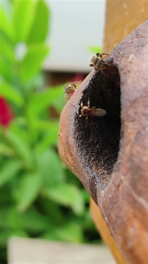 The best propolis in Brazil #bora #bee #remedies #natural
