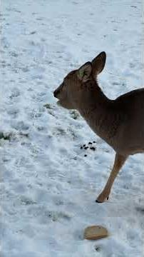 Curious Roe Deer Stops by Window for Treats