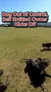 280K views · 3.8K reactions | It's simple. The moment your dog...