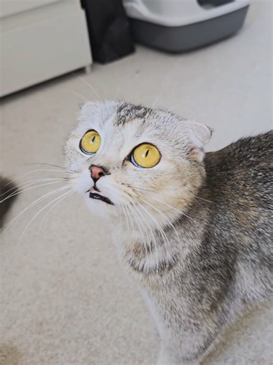 How a Scottish Fold Cat Talks and Meows
