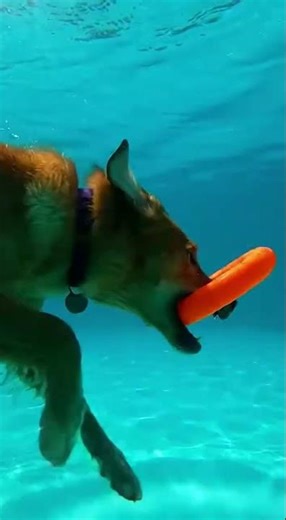 Dog jumping in pool