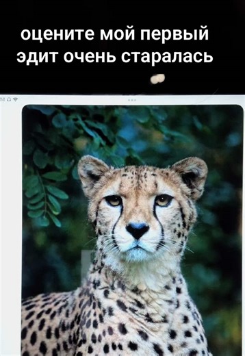 #twentyonepilots #tøp #cheetah