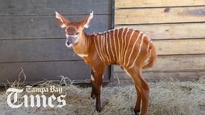 4.1K views · 169 reactions | Recently, ZooTampa welcomed a baby Eastern bongo, a critically endangered antelope species. | Tampa Bay Times | Facebook