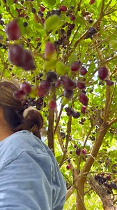 6.1M views · 48K reactions | So many fruits “Java Plum” #fblifestyle #fbreelsfypシ゚ | Ms Angel World | Facebook