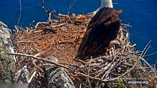 96K views · 1.6K reactions | This rescue team gave a baby eagle a second chance. 礪諸 #usatodaypets | Humankind | Facebook