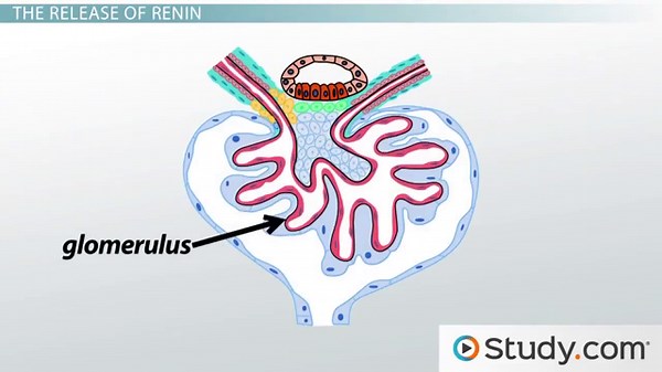 Renin Angiotensin Aldosterone System | RAAS Steps & Effects