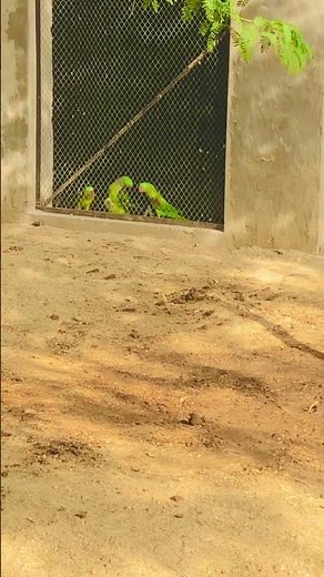 “How Parrots Breed & What Food Sparks It — Complete Guide”#parrotplaytime #birds