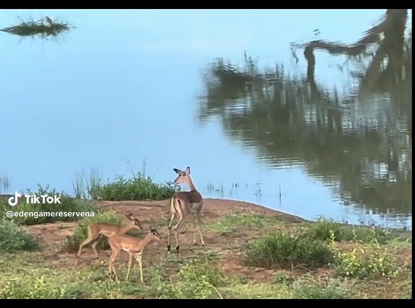 Welcome Eden: Adorable Babies at Impala Kindergarten