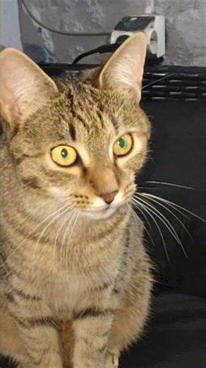 I Want To Understand What My Cat Says😁♥️♥️♥️