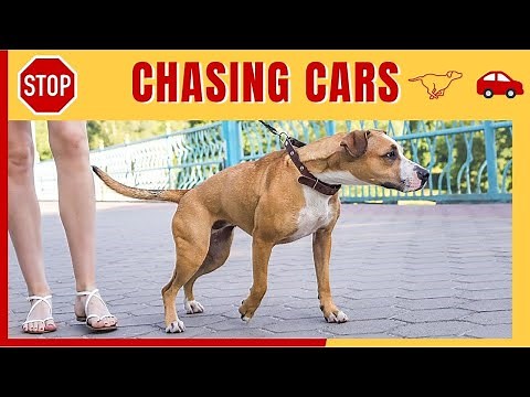 How to Stop Your Dog from Chasing Cars | Positive Dog Behavior and Training Videos