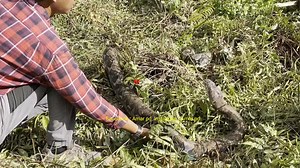 10K views · 367 reactions | u1ar python besar muncul di semak belukar saat di bersihkan || A huge python snake appeared in the bushes while it was being cleared | Amar pd | Facebook
