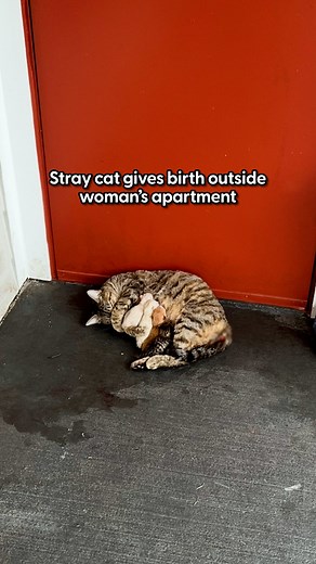 She went from no cats to a mom of 7 cats overnight 😭🫶 Carolyn told us how she was only planning on adopting to Mama Rosie, but ended up adopting her and her three sets of twins, Forest, Delilah, Flynn, Leo, Koda and Luna too! | The Dodo