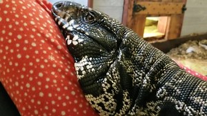 6.5K views · 369 reactions | Some have asked what is chuffing....