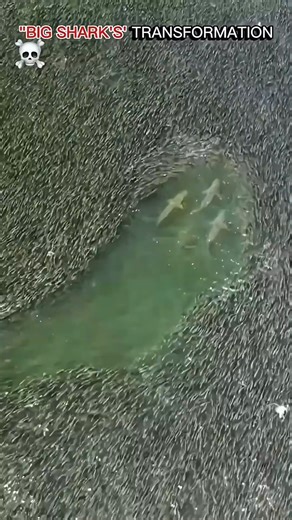 big sharks transformer #trending #viral #ytshorts #animals #shorts #song