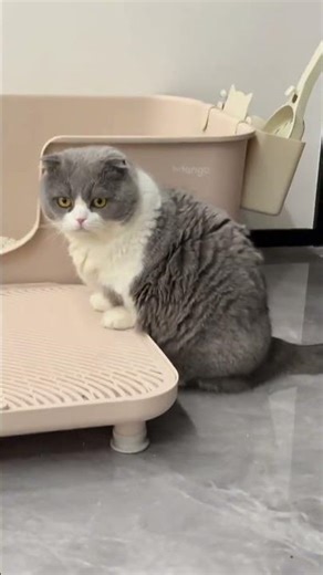 Mission Impossible: The Great Litter Box Escape. #cat #shorts