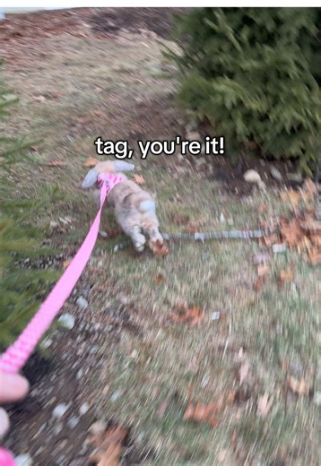 keep up #rabbitsoftiktok #bunnytok #petsoftiktok #outdoors #running | bunny