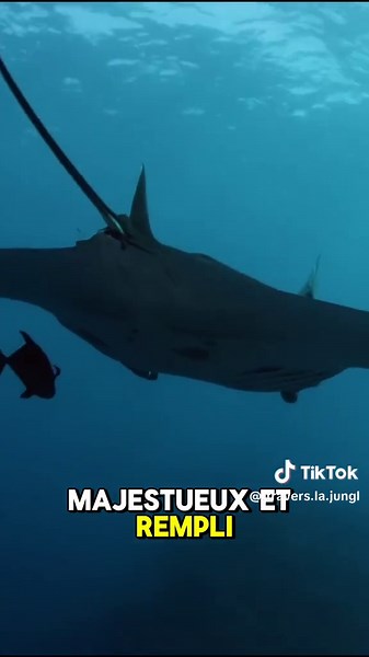Découvrez la Raie Manta dans ce Documentaire