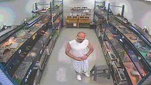 Police in Wisconsin are looking for the man who stole a snake by putting it in -- yes -- his pants: http://bit.ly/2cP2Q7T | FOX 13 News - Tampa Bay