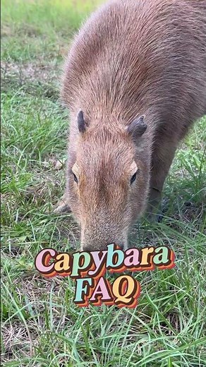 Capybara Noises! (See description)