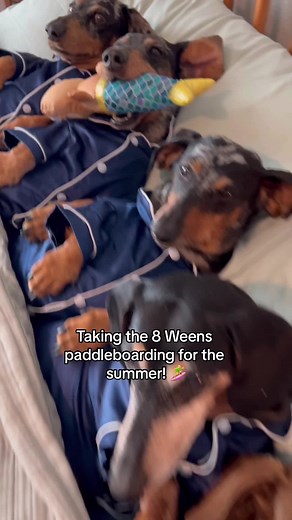 Summer Paddleboarding Adventure with Dachshund Dogs