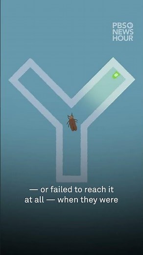 WATCH: How our bright lights harm insects that glow