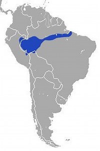 Emilia's short tailed opossum - Alchetron, the free social encyclopedia