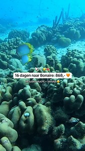 Bonaire, on my way! 🧡 2 weken genieten van zon, zee & strand voor maar 434 euro per week... 🤗🌴 Link in bio! #bonaire #bonairevakantie #opvakantie #vakantieaanbieding #vakantietip #travelhunter #vakantiedeal #goedkopevakantie #vakantie2025 | TravelHunter