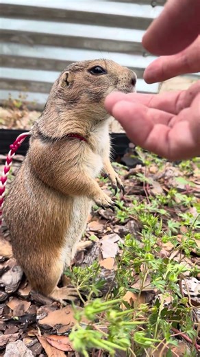 Excuse me! I am small, I am brave, and I require uppies now please 🥰🤗 #prairiedog #cuteanimals