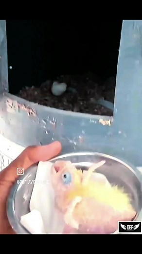 #salmoncrestedcockatoo #moluccancockatoo #kakatuamaluku #cacatuamoluccensis #obf_aviculture #fypシ゚viral