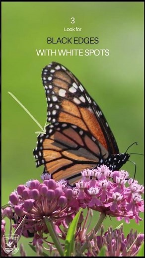 Audio Described - How to Identify Monarch Butterflies