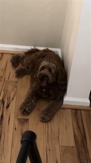 Calm & Cute: Mini Goldendoodle Chilling in the Kitchen Corner 🐾