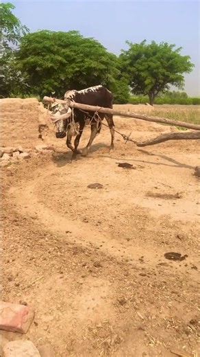 Black Oxen Powerfully Working On Gear Chaff Cutter Machine #trendingshorts #shortsfeed #viralshorts