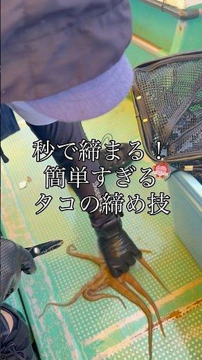秒で締まる！簡単すぎるタコの締め技🐙 #釣り #釣り初心者 #タコ釣り #タコの締め方