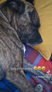 23K views · 1.3K reactions | ... E come dice Mamma Romina: Non si è ambientata per niente ... L" Anno scorso eri in un box a patire Un caldo pauroso come quest anno ... Oggi vederti così ci fa emozionare .. Grazie sempre alle perle rarissime che adottano gli adulti ,soprattutto quelli come Mia che fanno parte degli Inadottabili.. Lunga vita a voi ❤️ Mia Goditi ogni ninna | La zampa sul cuore Trani | Facebook