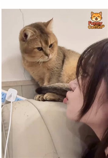 Adorable Tiny Cat Paws That Melt Hearts